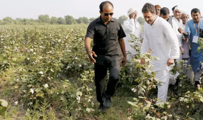 rahul gandhi- India TV Hindi