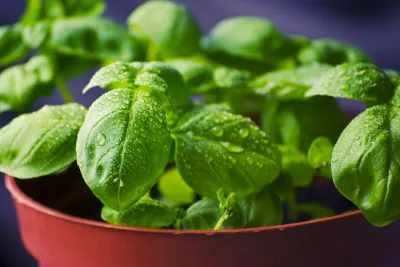 Vastu tips about basil or tulsi plant India TV Hindi