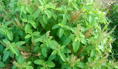 What Are the Health Benefits of Fresh Basil Leaves