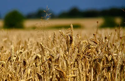 <p>Wheat</p>- India TV Paisa