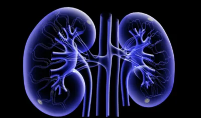 <p>kidney</p>- India TV Hindi