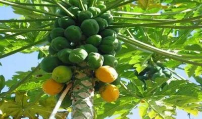 <p>papaya leaf</p>- India TV Hindi