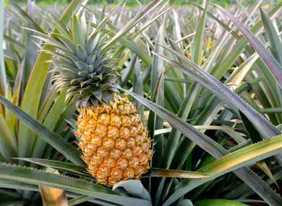 <p>pineapple</p>- India TV Hindi