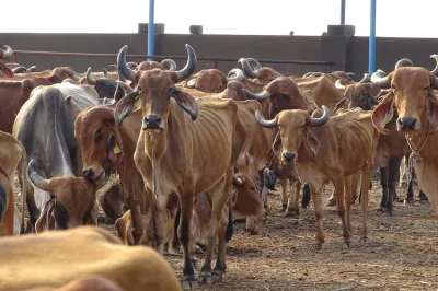 Police outpost struggles to take care of seized cattle in Assam | Representational Image- India TV Hindi