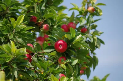 Apple crop in Kashmir valley suffers damages from untimely snowfall | Representational- India TV Hindi