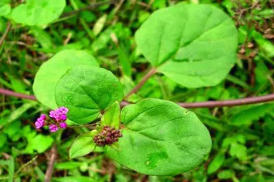 Boerhavia diffusa- India TV Hindi