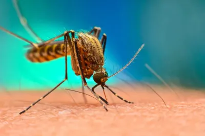  National Dengue Day- India TV Hindi