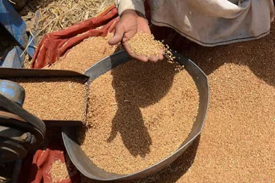 Wheat procurement surpasses 30 million tons till May 13th says FCI- India TV Paisa