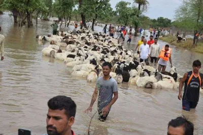 <p>sheep</p>- India TV Hindi