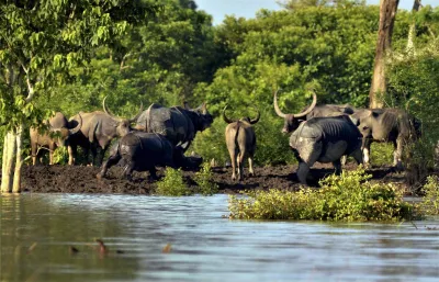 96 animals died at Kaziranga National Park and Tiger Reserve Bokahat in the flood- India TV Hindi