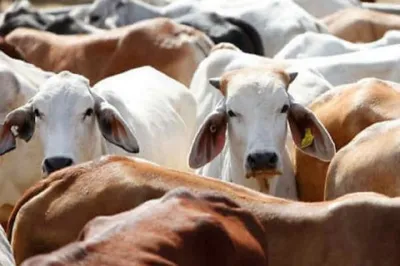 43 cows died after locked in room in Chhattisgarh Bilaspur - India TV Hindi