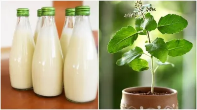 Milk and Tulsi- India TV Hindi