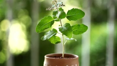 Tulsi Plant- India TV Hindi