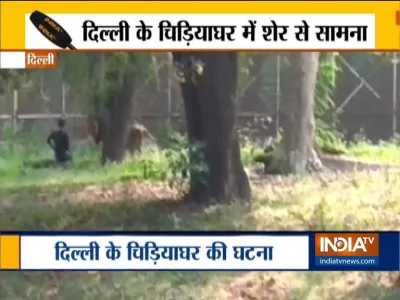 Man enters lion enclosure Delhi zoo- India TV Hindi