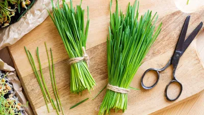 Wheatgrass- India TV Hindi