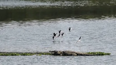 Maharashtra Amoeba, Amoeba viruses, viruses Mumbai's lakes- India TV Hindi