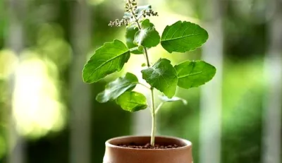 Tulsi Vastu Tips- India TV Hindi