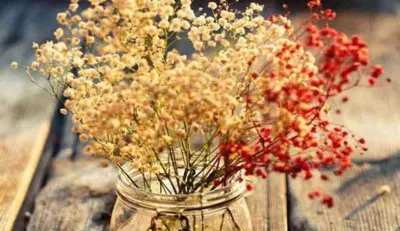 vastu tips about dry flowers- India TV Hindi