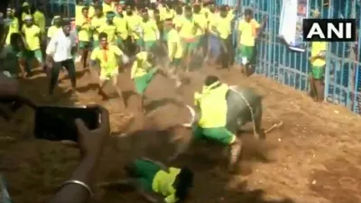 Jallikattu- India TV Hindi