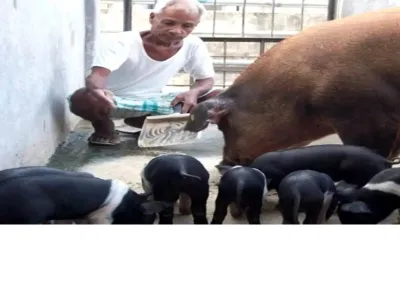 African swine flu is spreading among the corona virus, so far it has taken the life of 14,465 pigs- India TV Hindi