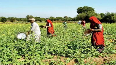 Locusts back in north Guj, officials say no need to panic- India TV Hindi