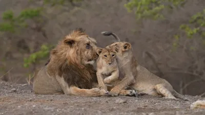 Lions- India TV Hindi