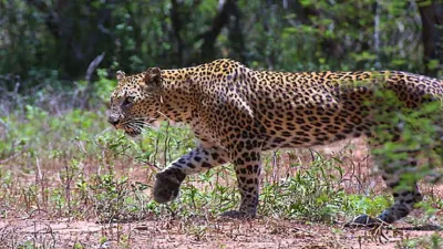 Leopard- India TV Hindi