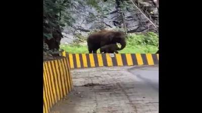 Video of elephant helping his child on the road goes viral- India TV Hindi