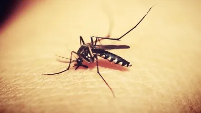 West Nile Virus, West Nile Fever, West Nile Mosquitoes, West Nile Virus Spain, Culex Mosquitoes- India TV Hindi