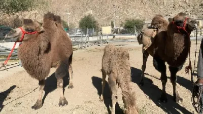 Indian army use bactrian camel for patrolling on lac- India TV Hindi