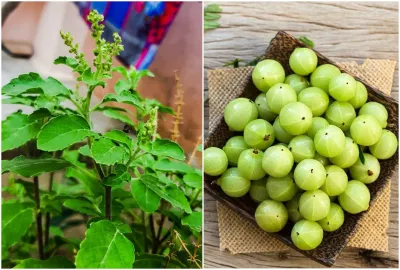 Tusli and Gooseberry- India TV Hindi