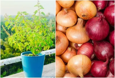 Tulsi and Onion - India TV Hindi