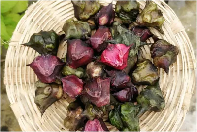 Singhara or Water chestnut- India TV Hindi