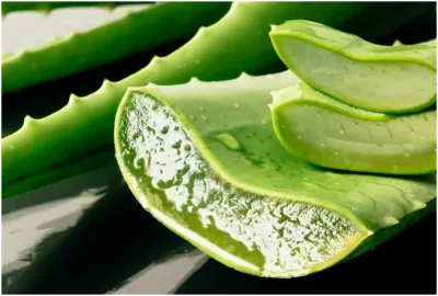 aloe vera- India TV Hindi