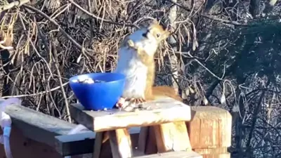 Drunk Squirrel, Drunk Squirrel Pear, Pear Squirrel, Pear Squirrel Minnesota, Drunk Chipmunk- India TV Hindi