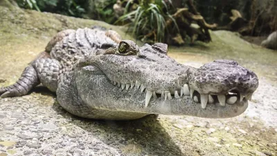 Hathras, Hathras Crocodile, Hathras Crocodile Mayhem- India TV Hindi