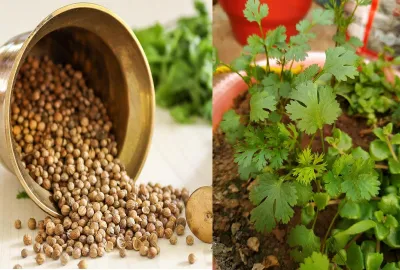 Coriander seeds or Coriander leaves- India TV Hindi