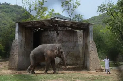 Kaavan elephant- India TV Hindi