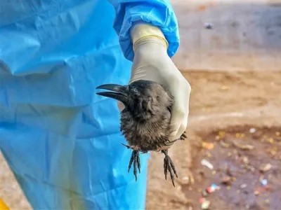 Bird flu scare in Delhi as many crows drop dead, government doctors rushed to spot- India TV Hindi