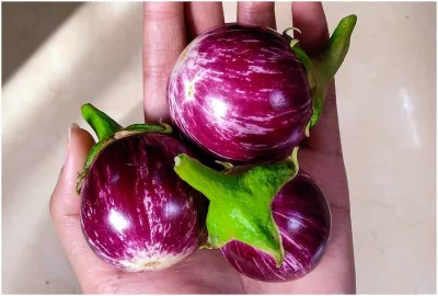 brinjal or baigan - India TV Hindi