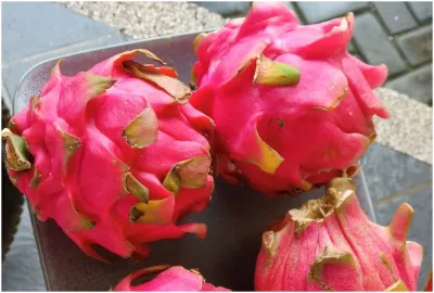 dragon fruit- India TV Hindi