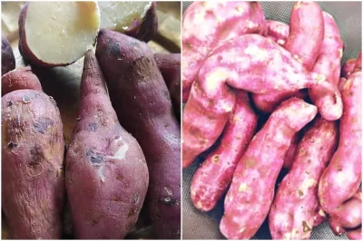 SWEET POTATO - India TV Hindi