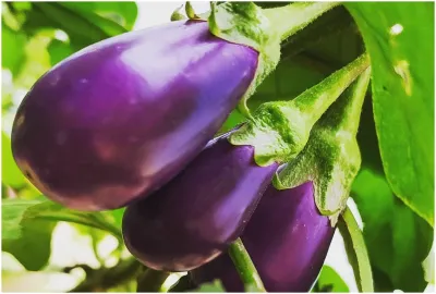 <p>brinjal</p>- India TV Hindi