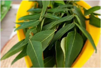 curry leaves- India TV Hindi