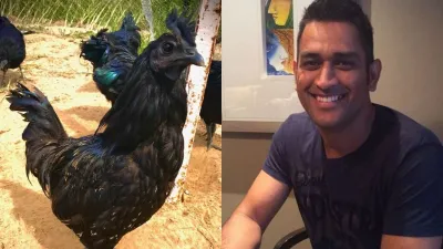 Kadaknath,Kadaknath bird flu,Kadaknath Poultry form,Mahendra Singh Dhoni,Mahendra Singh Dhoni Kadakn- India TV Hindi