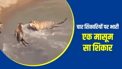 duck in water annoyed 4 tigers in forest viral video - एक मासूम से शिकार ने पस्त कर डाले चार चार भय- India TV Hindi