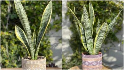 snake plant - India TV Hindi