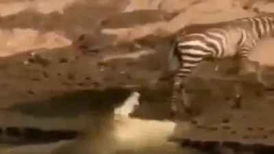 Zebra cross river and crocodile made a fall attempt to catch him viral video-Viral जिंदगी और मौत के - India TV Hindi