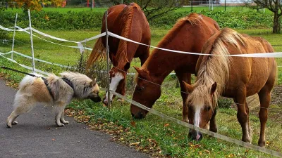 Poland, Poland Pensions, Poland Dogs Pensions, Poland Horses Pensions, Poland Horses Dogs- India TV Hindi