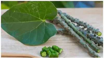 health benefits of giloy - India TV Hindi